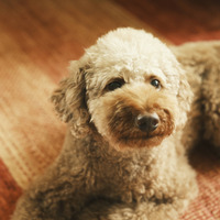 口コミレビューを見てみる