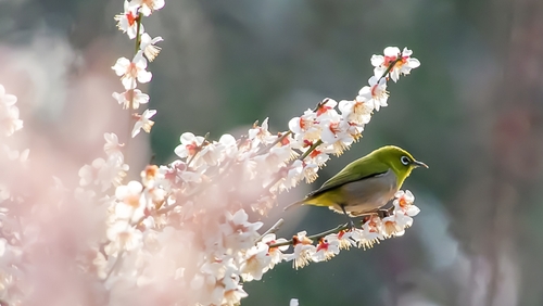 桃色に包まれた景色に魅せられよう 近畿地方 奈良 和歌山 三重 での梅の名所7選 キナリノ