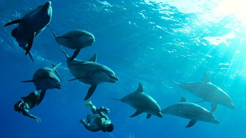 世界遺産 小笠原諸島は東洋のガラパゴスだった キナリノ