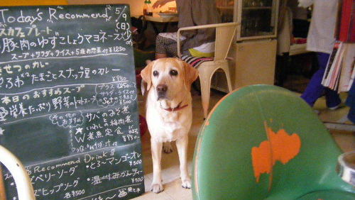 ワンコと一緒に楽しめるお店もあるよ 駒沢公園周辺のお洒落なカフェ5選 キナリノ