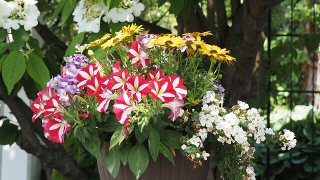 こうすればセンス良くまとまる♪ 初夏～夏のお花の寄せ植え集 | キナリノ