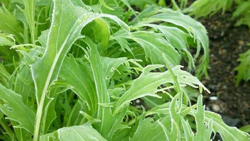 秋から始める家庭菜園 ベランダ菜園 プランターで作れる 葉野菜 寄せ植えなどをご紹介 キナリノ