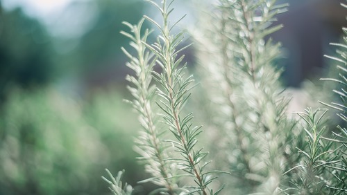 疲れた体を優しく癒そう フットバス ハーブバス の効果と作り方 キナリノ