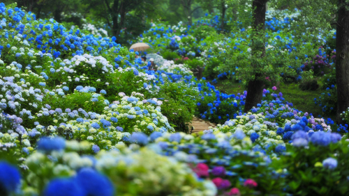 雨の物語を紡ぎに 紫陽花をめぐる わたしの京都旅 キナリノ