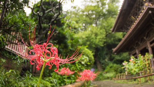 萩 彼岸花 秋の訪れを感じに 初秋の 鎌倉さんぽ モデルコース キナリノ