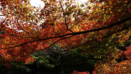 高雄紅葉　京楽四季　水彩画 赤い橋 高雄紅葉 京楽四季 水彩画 赤い橋
