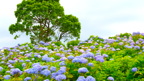 梅雨時期の 伊豆 に癒しを求めて キーワードは あじさいが咲く道 キナリノ