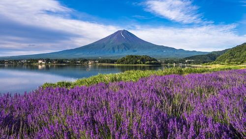初夏の爽やかな景色に魅せられて 全国のラベンダーの名所 キナリノ