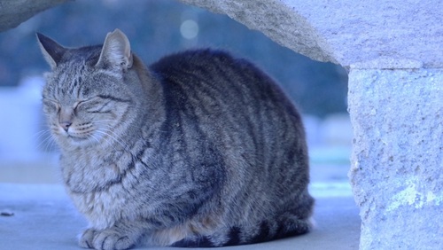 猫っ毛さんへ 柔らかヘアを活かしましょ 似合う髪型 ケア方法 キナリノ