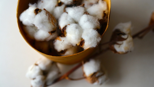 手とコットン どちらが正解 お肌が喜ぶ 化粧水のつけ方 コットン活用法 キナリノ