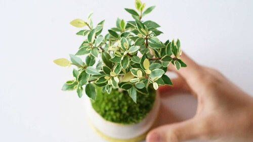 日常に小さな自然を取り入れる、オリジナル盆栽ブランド「石木花（せき