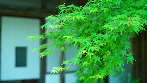 爽やかな季節の紅葉狩り。福岡・佐賀・長崎の「青もみじ」スポット