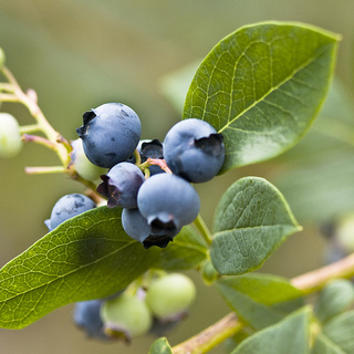 眺めて食べて二度おいしい♪この春、育てたいベリーたち