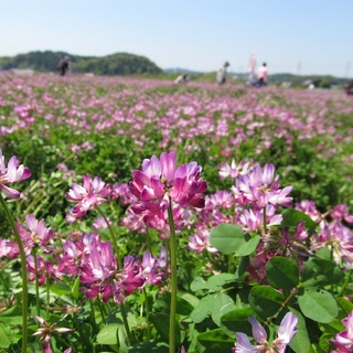 おいしいハーブが待ってる♪房総半島のハーブ園『大多喜ハーブガーデン』へGO！