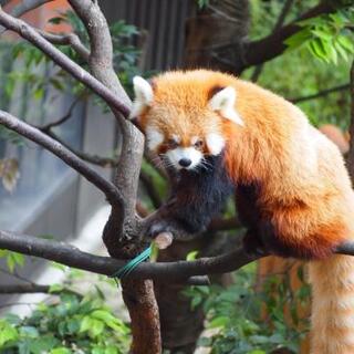 大人になっても楽しめる♪今こそ「上野動物園」を訪れてみませんか？