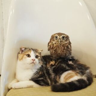 もふもふコンビに癒される。ふくろう＆猫カフェ「HUKULOU COFFEE」