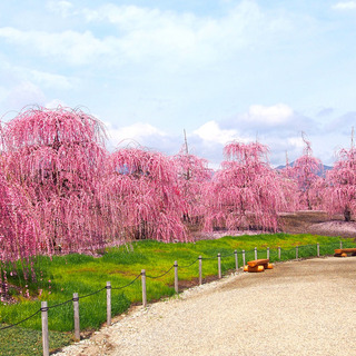 春の訪れを告げる甘い香り。梅の名所で一足先に春を感じよう