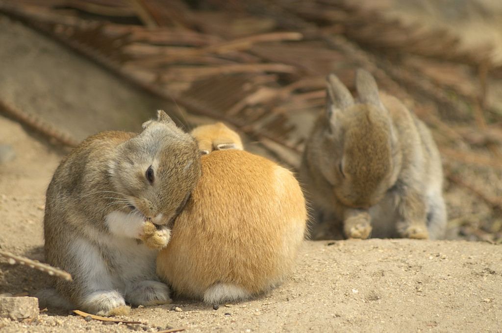 うさぎの楽園と安芸の小京都を訪れる旅 広島県竹原市のみどころ キナリノ