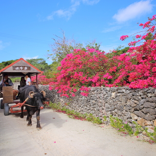 長期でゆったり巡るたび。沖縄・八重山諸島のすすめ観光スポット①~石垣島・竹富島・波照間島~