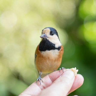 都会の喧騒に疲れたら“森林浴”をしてみませんか。東京都から日帰りで行ける森林浴スポット5選