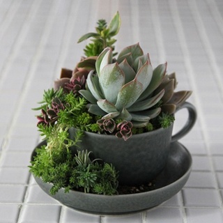 多肉植物に魔法をかけて♪アートな寄せ植えアレンジ『TOKIIRO』の世界