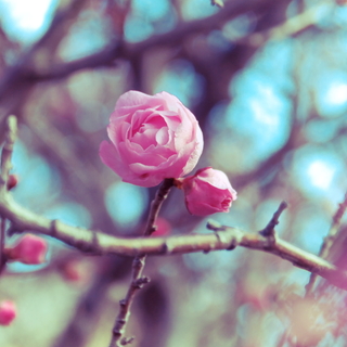 紅梅に、白梅。都心で感じる春の訪れ ～東京都でのおすすめ梅林6選～