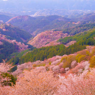 その数、3万本。日本一の桜と出会える［世界遺産・吉野山］へ