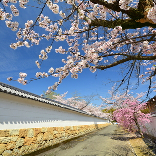 京都でお花見を楽しみませんか？～醍醐寺・山科エリアのおすすめスポット5選～