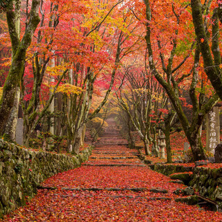 どこまでも続く赤い絨毯。滋賀の鶏足寺は最高のもみじ狩りスポット