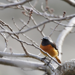 自然の中でのんびりスローライフ。【田舎暮らし】の素敵なこと・気になること