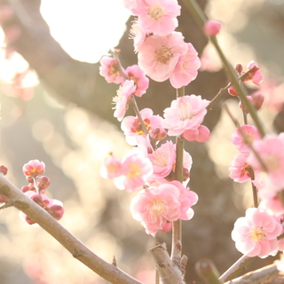 季節の移ろいを美しい日本語で。「七十二候（しちじゅうにこう）」をご存知ですか？