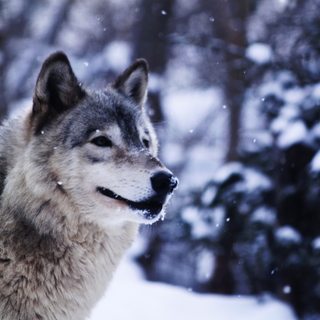 冬だからこそ楽しめる！【札幌観光】おすすめ＆暖まれる周辺スポット