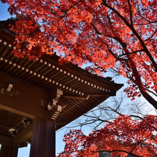 秋もやっぱり魅力的。鎌倉で楽しむ【紅葉スポット5選】