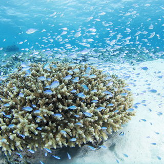 「ケラマブルー」って知ってる？日本の誇る慶良間諸島の海が美しすぎる！