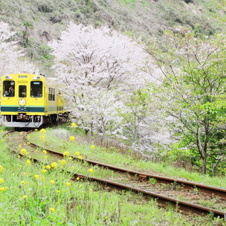 【いすみ鉄道】一面に広がる菜の花畑♪ 南房総を走る、ムーミン列車に乗って出掛けよう♪