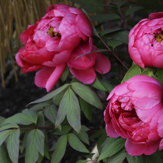 冬の鎌倉一人旅。花訪ねて、美味しいモーニング＆ランチ散歩♫