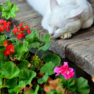 縁側っていいよね。縁側のある素敵な暮らしまとめました。