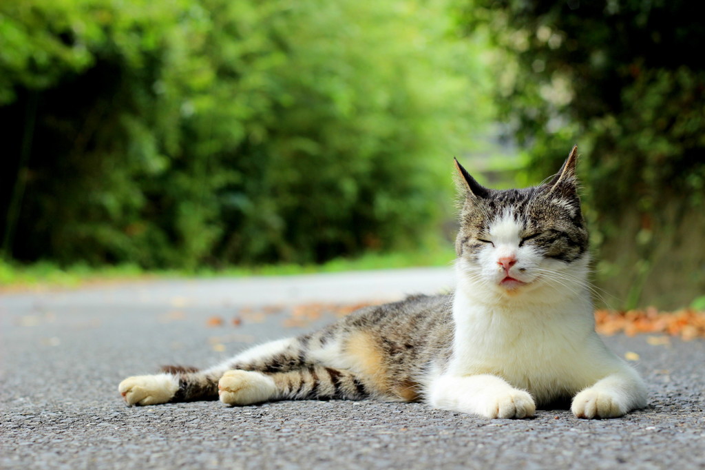 ネコ好きさん 3e3ff34a6509a55d8be58f6e6abfa7