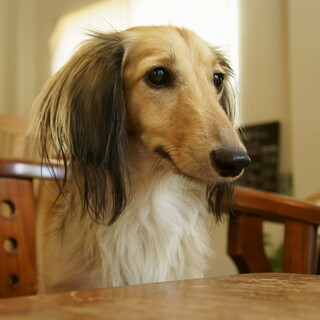 愛犬とカフェでのんびり。【駒沢大学駅周辺】の「犬と一緒に楽しめるカフェ」6選