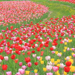 花ざかりの北海道を楽しもう！車で約1時間☆札幌近郊のガーデン＆寄り道カフェ5選