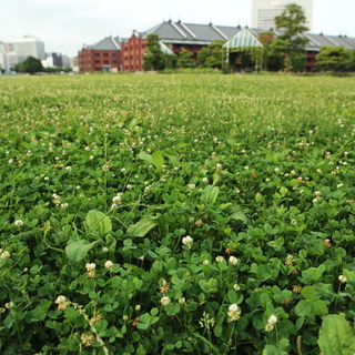 芝生にごろん♪ピクニックにもおすすめ【みなとみらい】の緑ゆたかな公園ガイド
