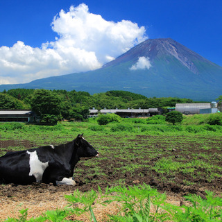 富士山・牧場・ソフトクリーム。富士山麓の「朝霧高原」で、のんびり“おいしい休日”を。