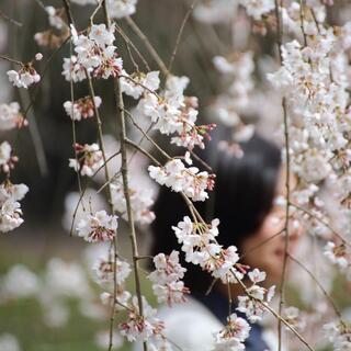 はんなり、うっとり。枝垂れ桜に恋する“わたしの京都旅”
