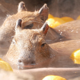 冬と一緒にカピバラ温泉がやってきた！さぁ癒されに行きましょう♪