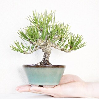 ミニチュア感が愛らしい。カジュアルな感覚で始める「ミニ盆栽」の世界 