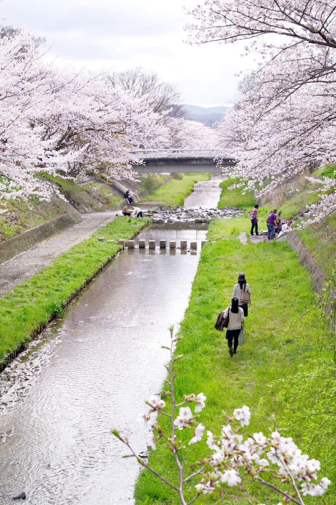 地元民が教えます！関西の穴場「お花見」スポットで桜を堪能しよう![2