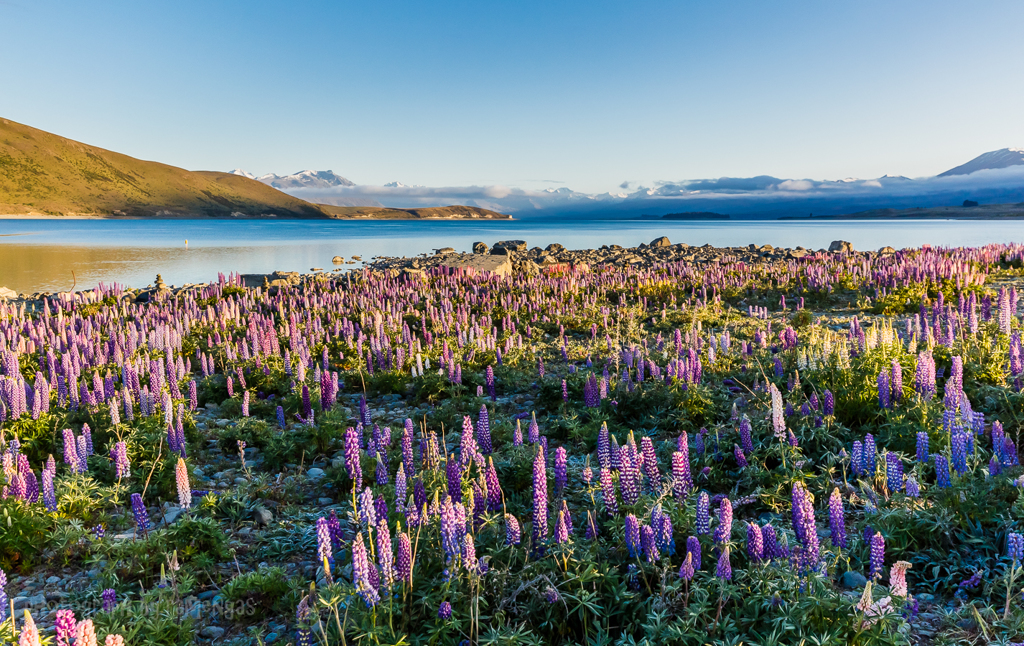 目も眩むほどの美しさ いつか訪れてみたい 世界のロマンチックな花畑 キナリノ