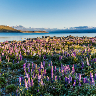 目も眩むほどの美しさ。いつか訪れてみたい、世界のロマンチックな花畑