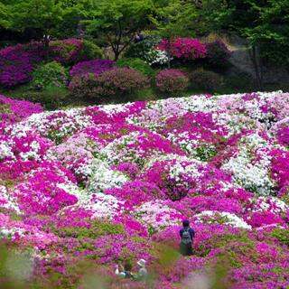 フォトジェニックな花の寺。宇治「三室戸寺」を訪ねる“わたしの京都旅”