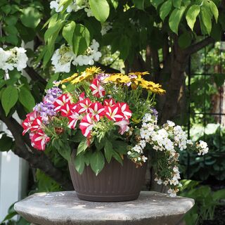 こうすればセンス良くまとまる♪ 初夏~夏のお花の寄せ植え集